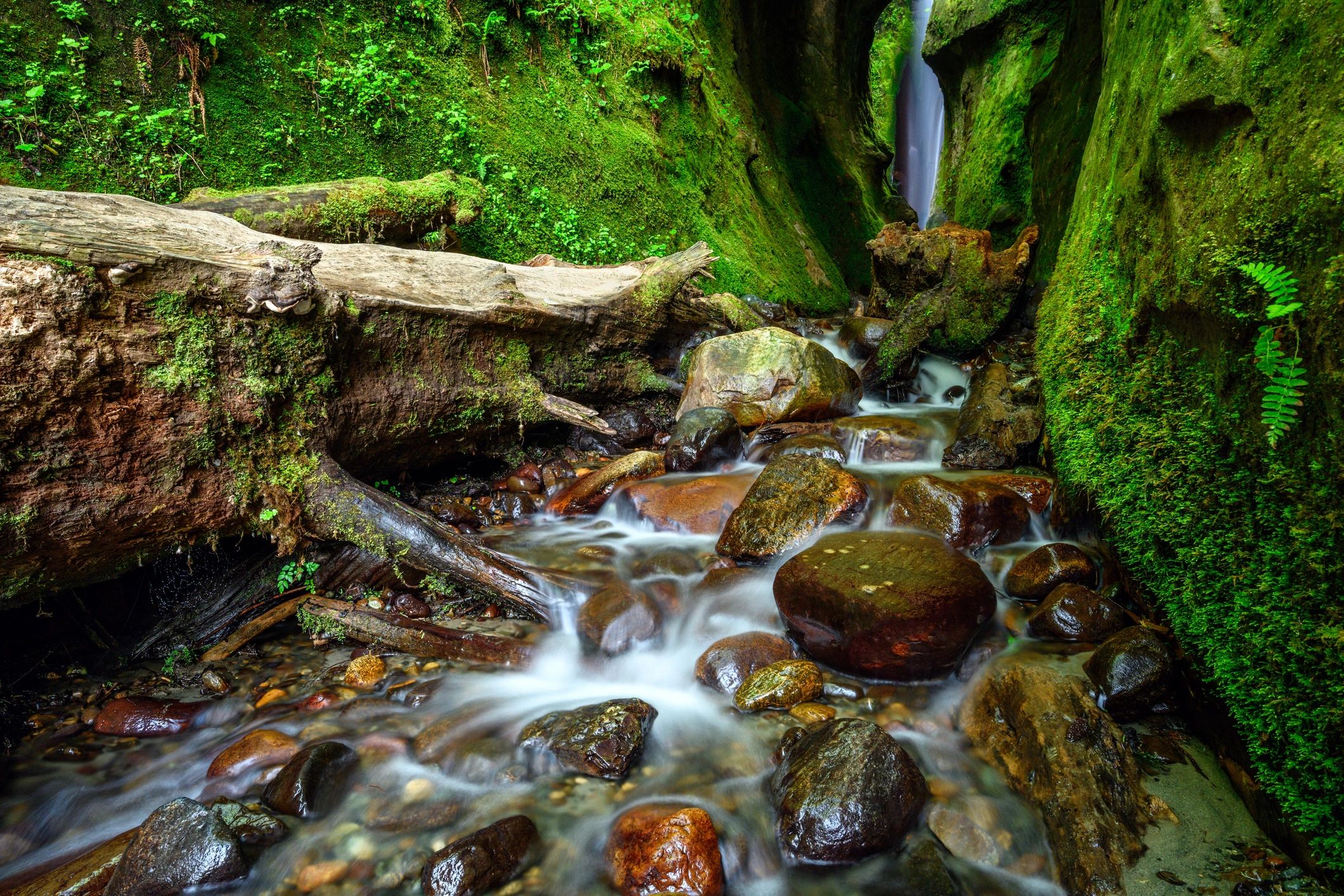 Waterfall in a forested canyon