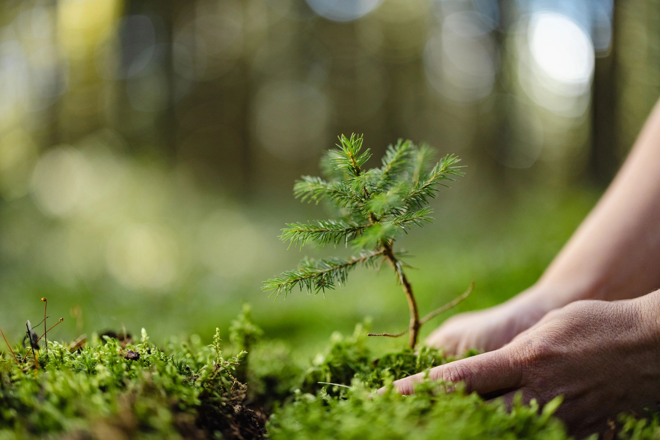 Hands placing a young tree seedling into forest soil