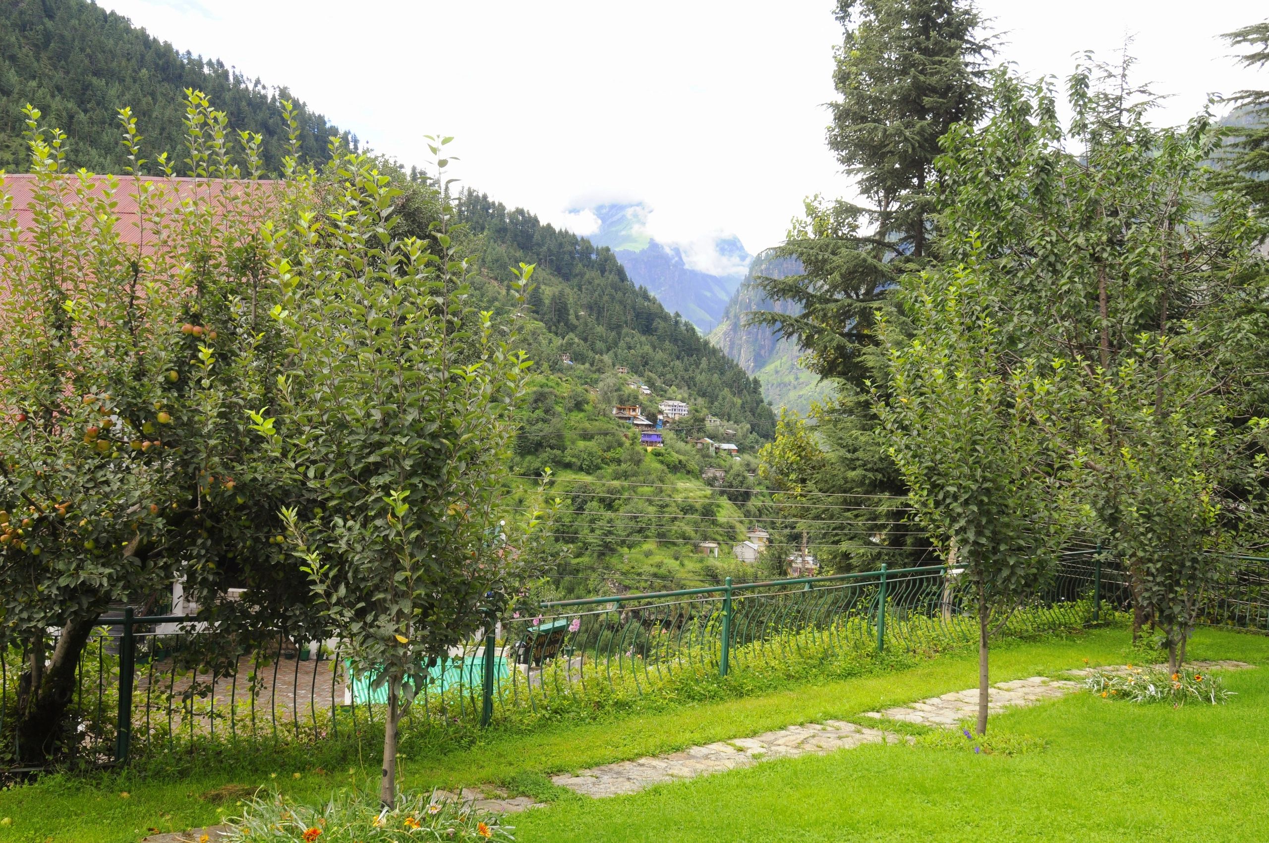 Mountain road and forest landscape near Manali, Himachal Pradesh