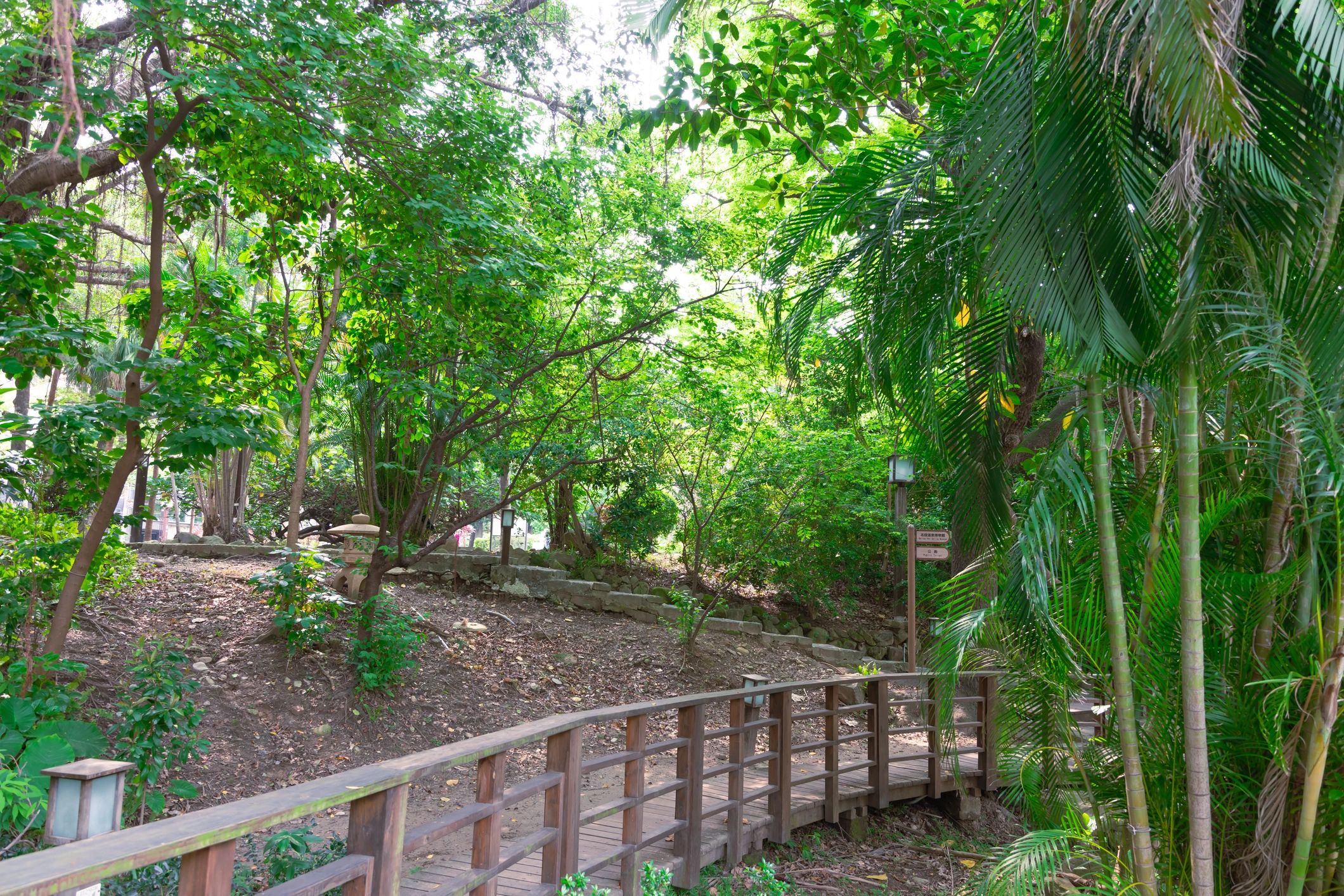 Large banyan tree with sprawling branches in a forest setting