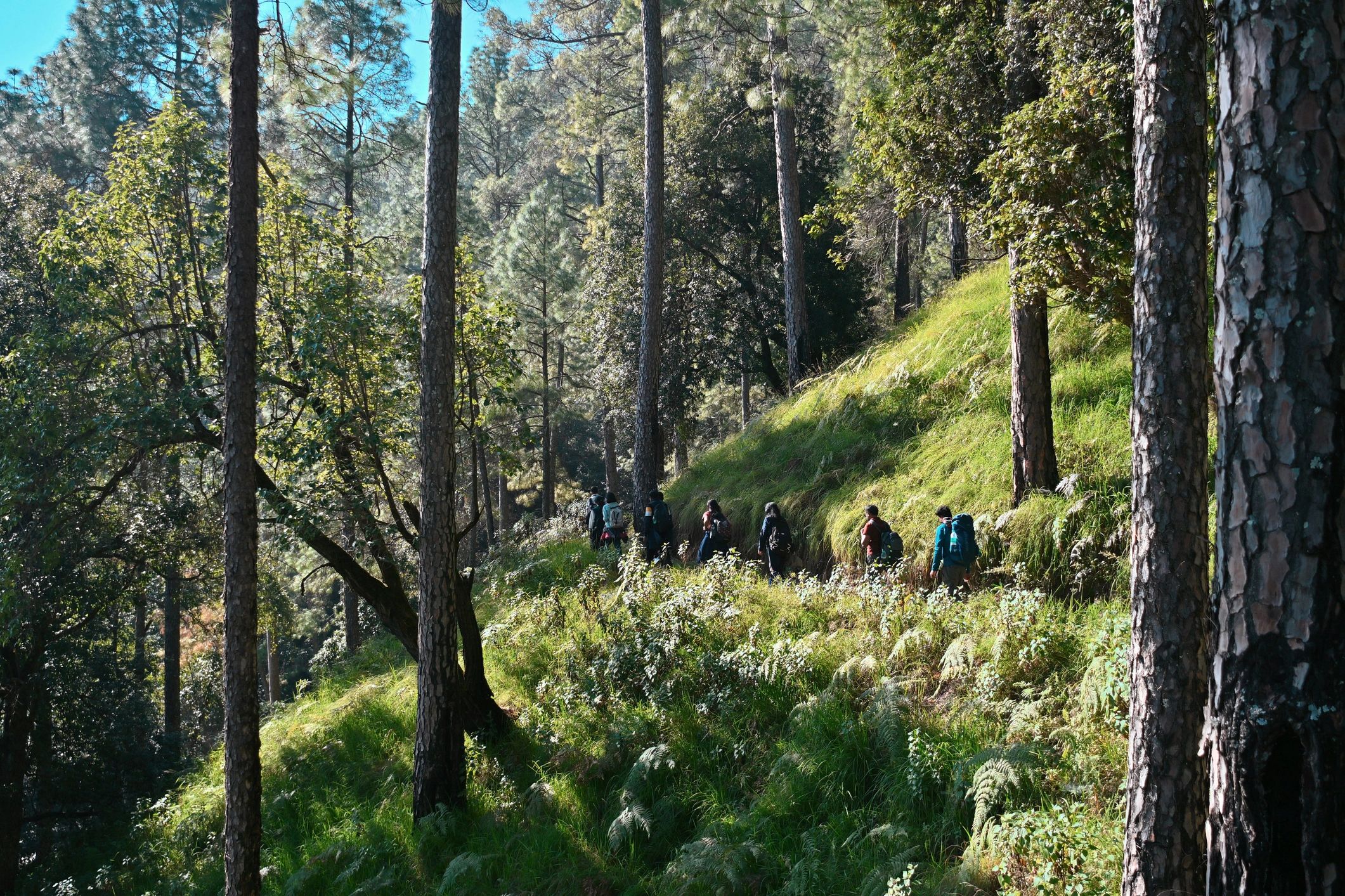 Hikers walking single file on a hillside trail among tall pines