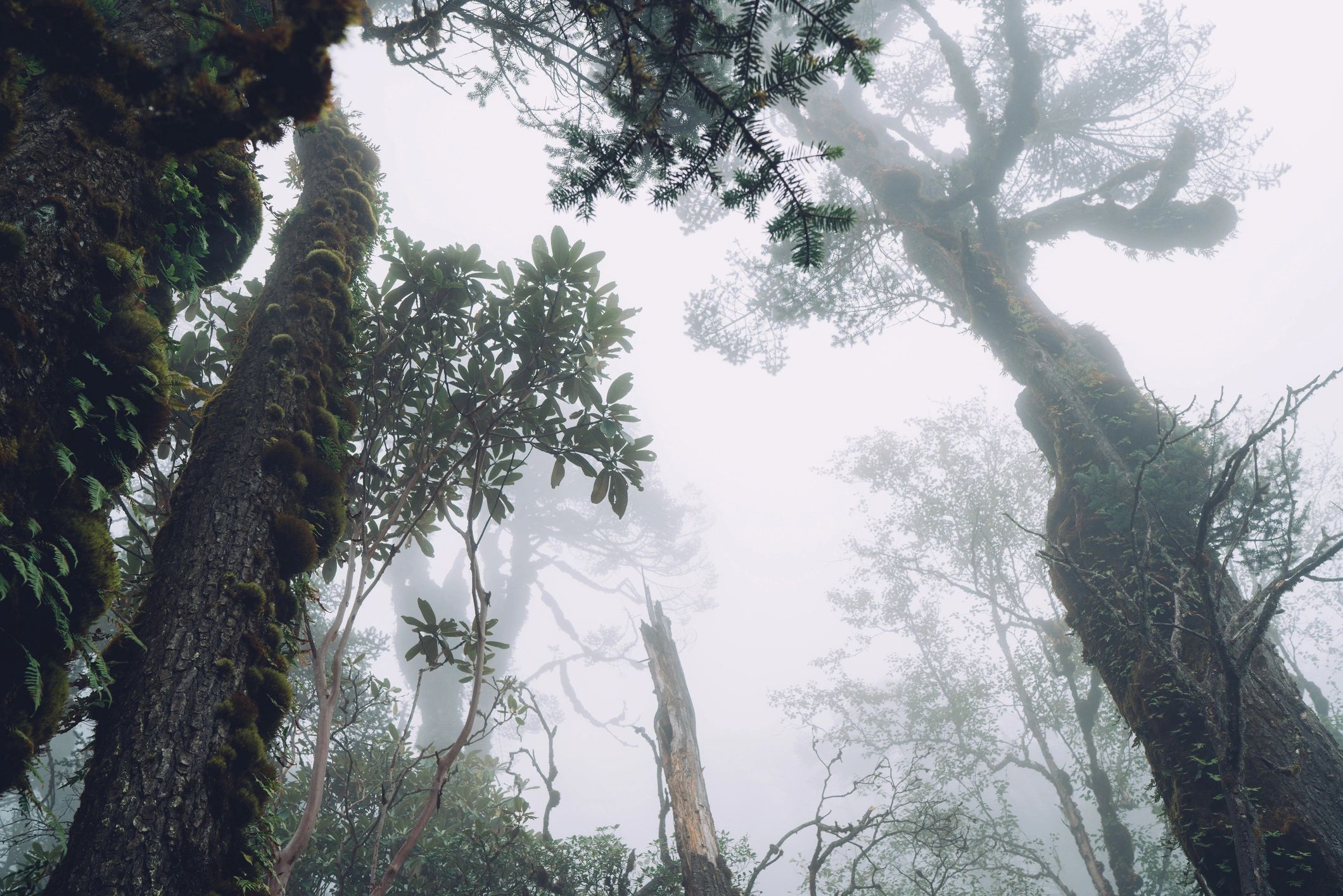 Misty mountain forest with mossy trees