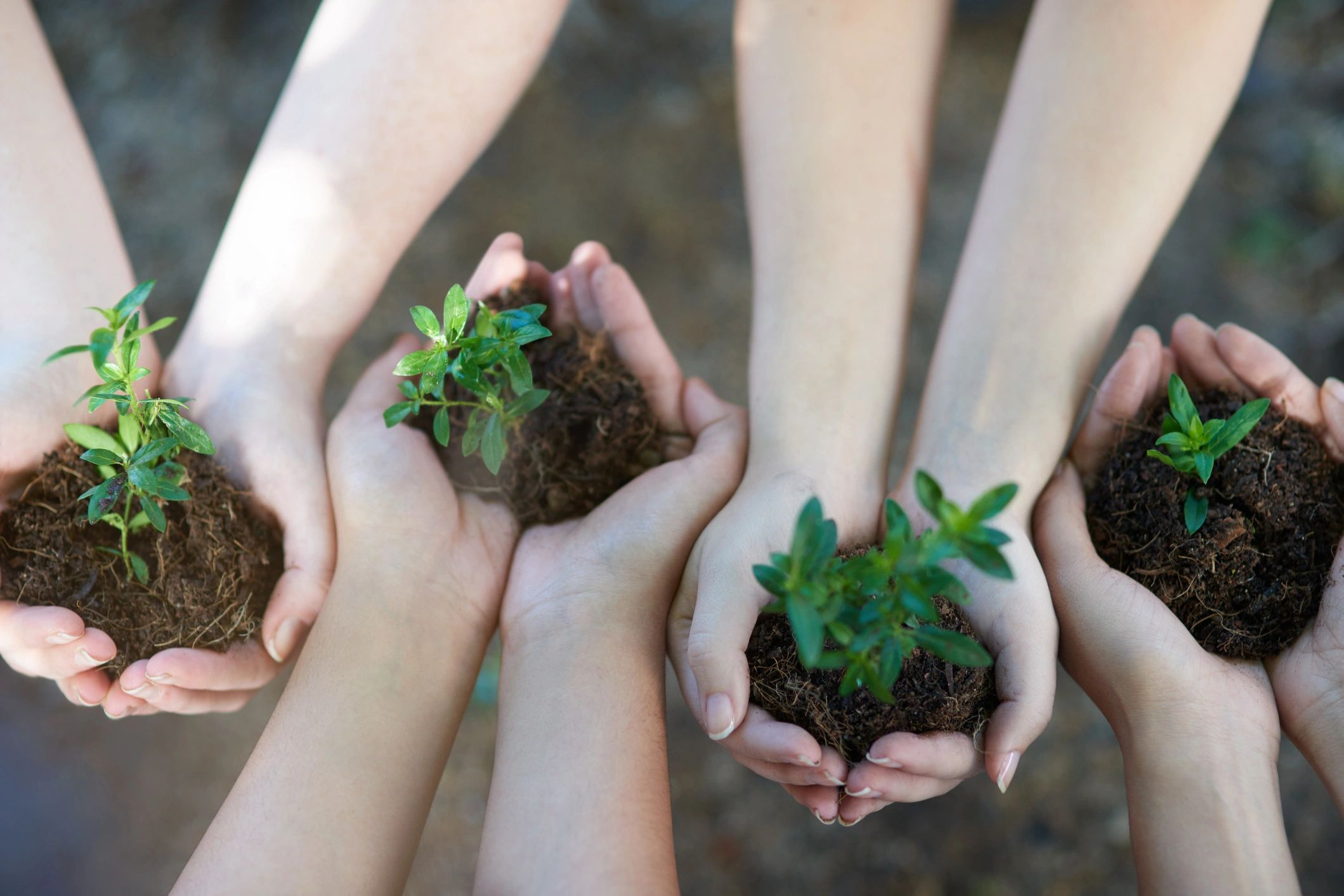Group holding small plants and soil together
